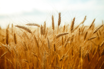agriculture, barley, agricultural, autumn, background, beautiful, beauty, bread, business, cereal, closeup, concept, corn, countryside, cultivate, ear, ears, empty, environment, fall, farm, farmland, 
