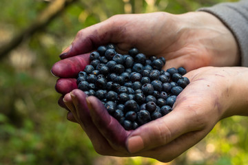 A handful of blueberries in the hands of a girl. Against the backdrop of a forest