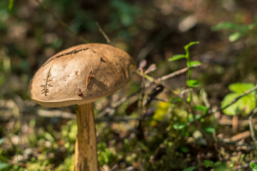 boletus, common name for a group of species of fungi of the genus Lekcinum. forest debris stuck to a wide hat, stands on a thin stalk. Around the forest