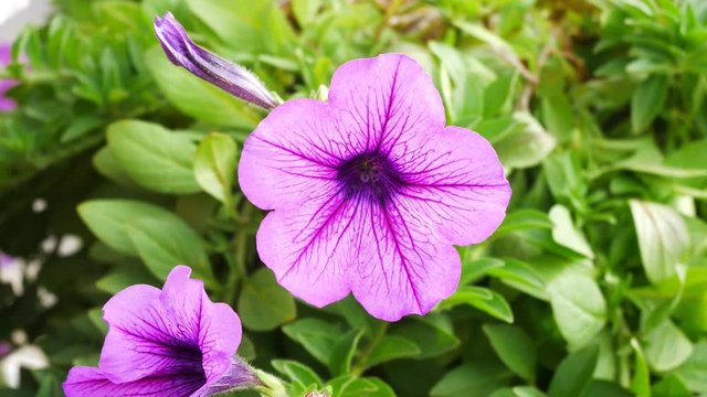 Close up of Beautiful purple flowers blooming in the green Nature Background