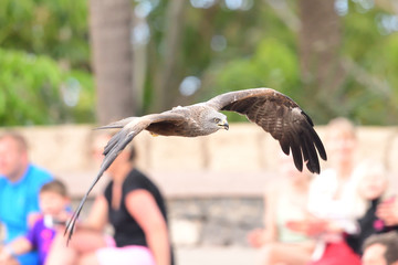 Black kite (milvus migrans) flying in a falconry display