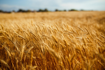 agriculture, barley, agricultural, autumn, background, beautiful, beauty, bread, business, cereal, closeup, concept, corn, countryside, cultivate, ear, ears, empty, environment, fall, farm, farmland, 