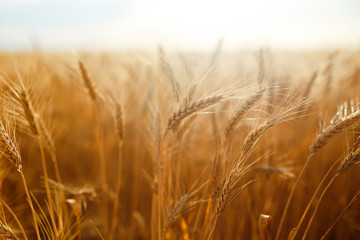 agriculture, barley, agricultural, autumn, background, beautiful, beauty, bread, business, cereal, closeup, concept, corn, countryside, cultivate, ear, ears, empty, environment, fall, farm, farmland, 