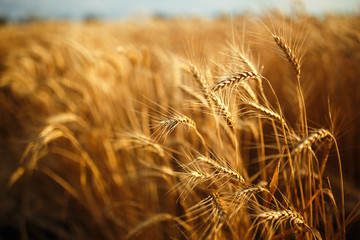 agriculture, barley, agricultural, autumn, background, beautiful, beauty, bread, business, cereal, closeup, concept, corn, countryside, cultivate, ear, ears, empty, environment, fall, farm, farmland, 