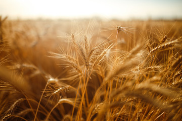 agriculture, barley, agricultural, autumn, background, beautiful, beauty, bread, business, cereal, closeup, concept, corn, countryside, cultivate, ear, ears, empty, environment, fall, farm, farmland, 