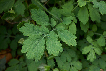 Chelidonium majus