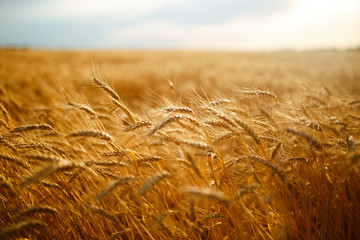 agriculture, barley, agricultural, autumn, background, beautiful, beauty, bread, business, cereal,...