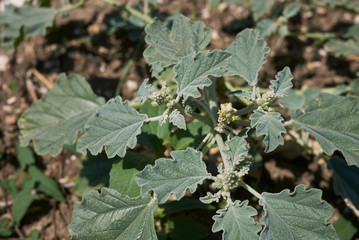 Chrozophora tinctoria