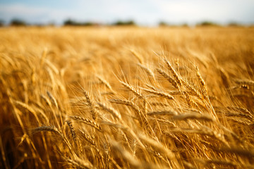 agriculture, barley, agricultural, autumn, background, beautiful, beauty, bread, business, cereal, closeup, concept, corn, countryside, cultivate, ear, ears, empty, environment, fall, farm, farmland, 