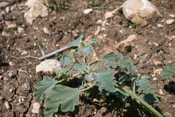 Chrozophora tinctoria