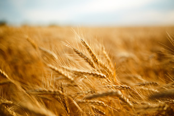 agriculture, barley, agricultural, autumn, background, beautiful, beauty, bread, business, cereal, closeup, concept, corn, countryside, cultivate, ear, ears, empty, environment, fall, farm, farmland, 