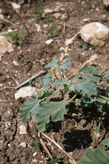 Chrozophora tinctoria