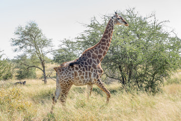South African Giraffe walking through grass