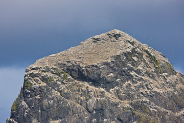 Isla Stac Lee. Colonia de alcatraz. Archipielago St. Kilda. Outer Hebrides. Scotland, UK
