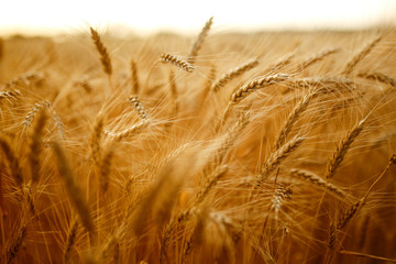 agriculture, barley, agricultural, autumn, background, beautiful, beauty, bread, business, cereal, closeup, concept, corn, countryside, cultivate, ear, ears, empty, environment, fall, farm, farmland, 