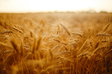 agriculture, barley, agricultural, autumn, background, beautiful, beauty, bread, business, cereal, closeup, concept, corn, countryside, cultivate, ear, ears, empty, environment, fall, farm, farmland, 