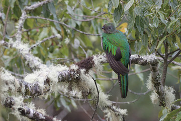 Resplendent quetzal