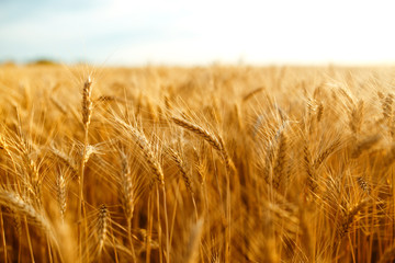 agriculture, barley, agricultural, autumn, background, beautiful, beauty, bread, business, cereal, closeup, concept, corn, countryside, cultivate, ear, ears, empty, environment, fall, farm, farmland, 