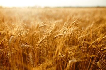 agriculture, barley, agricultural, autumn, background, beautiful, beauty, bread, business, cereal, closeup, concept, corn, countryside, cultivate, ear, ears, empty, environment, fall, farm, farmland, 