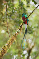 Resplendent quetzal