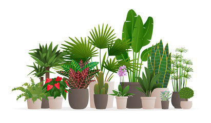 Collection of houseplants for web banner. Potted plants on an isolated background