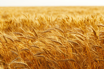 agriculture, barley, agricultural, autumn, background, beautiful, beauty, bread, business, cereal, closeup, concept, corn, countryside, cultivate, ear, ears, empty, environment, fall, farm, farmland, 