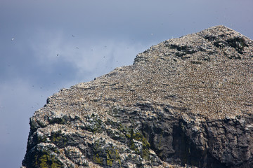 Isla Stac Lee. Colonia de alcatraz. Archipielago St. Kilda. Outer Hebrides. Scotland, UK
