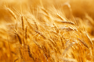 agriculture, barley, agricultural, autumn, background, beautiful, beauty, bread, business, cereal, closeup, concept, corn, countryside, cultivate, ear, ears, empty, environment, fall, farm, farmland, 
