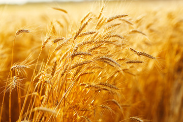 agriculture, barley, agricultural, autumn, background, beautiful, beauty, bread, business, cereal, closeup, concept, corn, countryside, cultivate, ear, ears, empty, environment, fall, farm, farmland, 