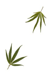 Two green leaves of wild marijuana on a white background