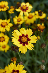 Coreopsis grandiflora