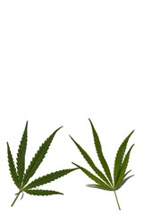 Two green leaves of wild marijuana on a white background