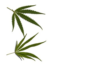 Two green leaves of wild marijuana on a white background