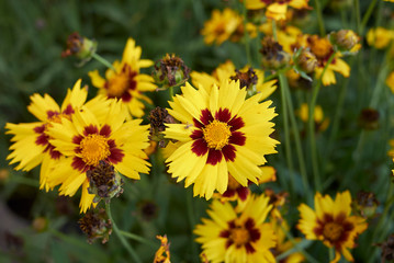 Coreopsis grandiflora