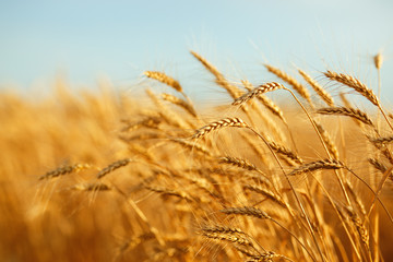 agriculture, barley, agricultural, autumn, background, beautiful, beauty, bread, business, cereal, closeup, concept, corn, countryside, cultivate, ear, ears, empty, environment, fall, farm, farmland, 
