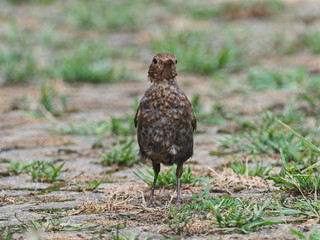 Amselweibchen von vorne