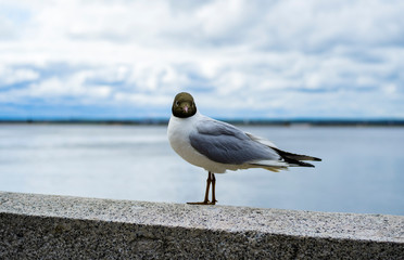 Blackhead gull stares in front of it. Seagull on the coast. Blurred background.