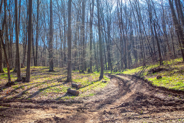 Fototapeta premium early spring nature , dirty path in the forest 