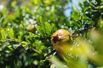 Close-up of the yellow of ripe pomegranate on a tree. Summer concepts. Beautiful nature background. Pomegranate among the lush green foliage on a Sunny day. Macro view of abstract nature texture