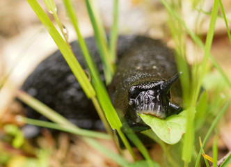 Une limace noire dans le jardin