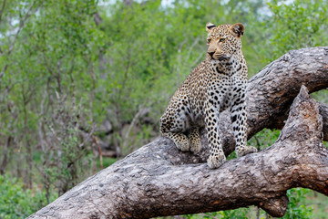 Leopard female in a tree in Sabi Sands Game Reserve, in the greater Kruger Region,  in South Africa