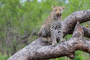 Leopard female yawning in a tree in Sabi Sands Game Reserve, in the greater Kruger Region,  in South Africa