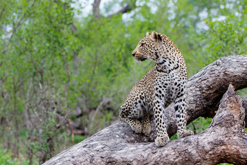 Fototapeta na wymiar Leopard female in a tree in Sabi Sands Game Reserve, in the greater Kruger Region, in South Africa