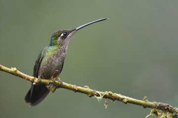 Fototapeta na wymiar Rivoli's hummingbird sitting on branch