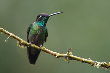 Fototapeta premium Rivoli's hummingbird sitting on branch
