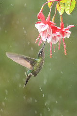 Rivoli's hummingbird flying drinking nectrar from red white flower in rain © PetrDolejsek