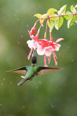 Rivoli's hummingbird flying drinking nectrar from red white flower in rain