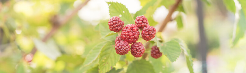 Panoramic group of organic unripe blackberries growing on tree in Texas, America
