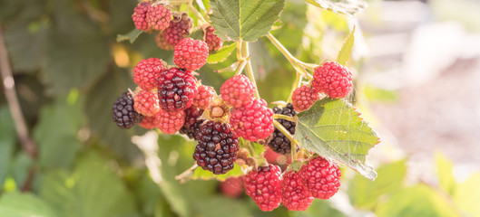 Panoramic group of organic ripe and unripe blackberries growing on tree in Texas, America