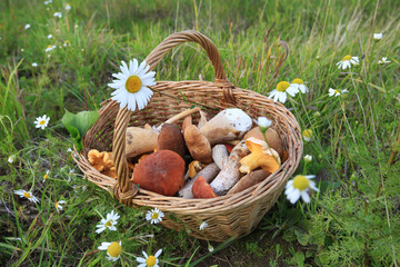 Basket with wild mushrooms on the grass and daisy flowers in summer